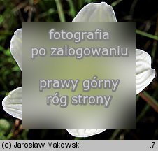 Parnassia palustris (dziewięciornik błotny)