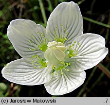 Parnassia palustris (dziewięciornik błotny)