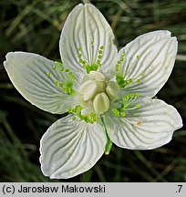 Parnassia palustris (dziewięciornik błotny)