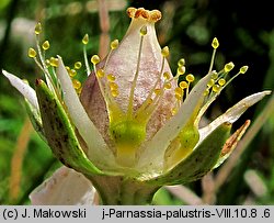 Parnassia palustris (dziewięciornik błotny)