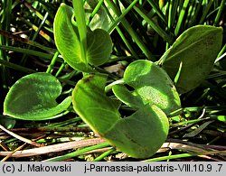 Parnassia palustris (dziewięciornik błotny)