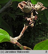 Parrotia persica (parrocja perska)