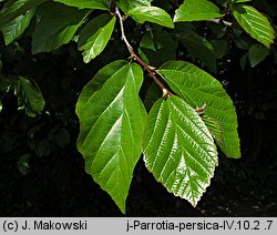 Parrotia persica (parrocja perska)