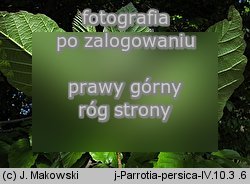 Parrotia persica (parrocja perska)