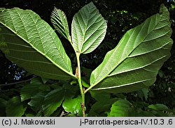 Parrotia persica (parrocja perska)