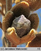 Paulownia tomentosa (paulownia cesarska)