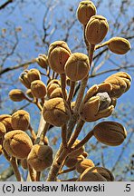 Paulownia tomentosa (paulownia cesarska)