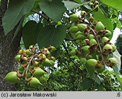 Paulownia tomentosa (paulownia cesarska)