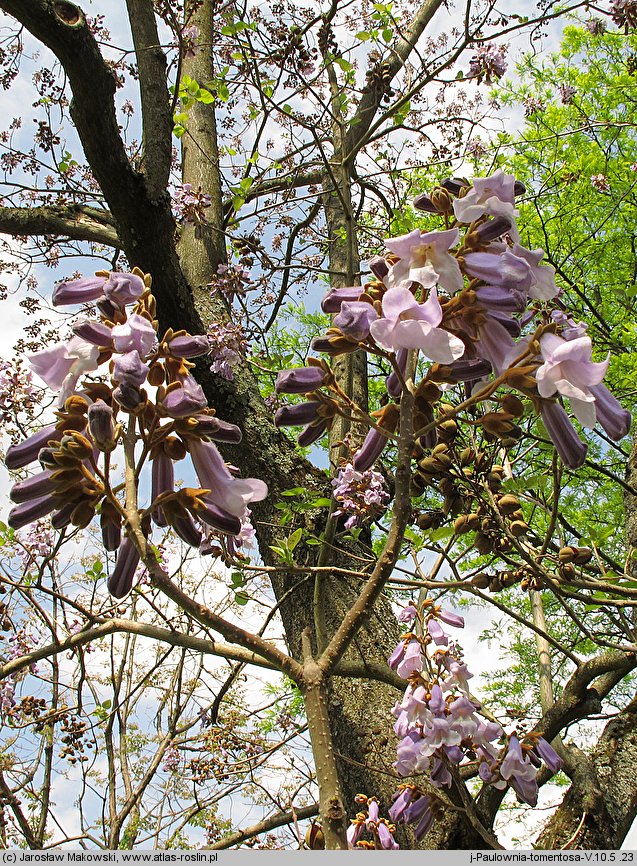 Paulownia tomentosa (paulownia cesarska)