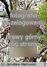 Paulownia tomentosa (paulownia cesarska)