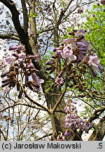 Paulownia tomentosa (paulownia cesarska)