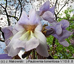 Paulownia tomentosa (paulownia cesarska)