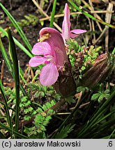 Pedicularis sylvatica (gnidosz rozesłany)