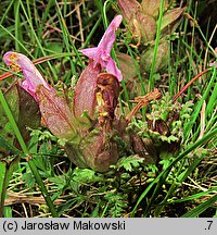 Pedicularis sylvatica (gnidosz rozesłany)