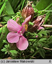 Pedicularis sylvatica (gnidosz rozesłany)