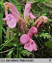 Pedicularis sylvatica (gnidosz rozesłany)