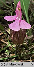 Pedicularis sylvatica (gnidosz rozesłany)