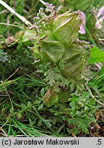 Pedicularis sylvatica (gnidosz rozesłany)