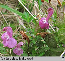 Pedicularis sylvatica (gnidosz rozesłany)