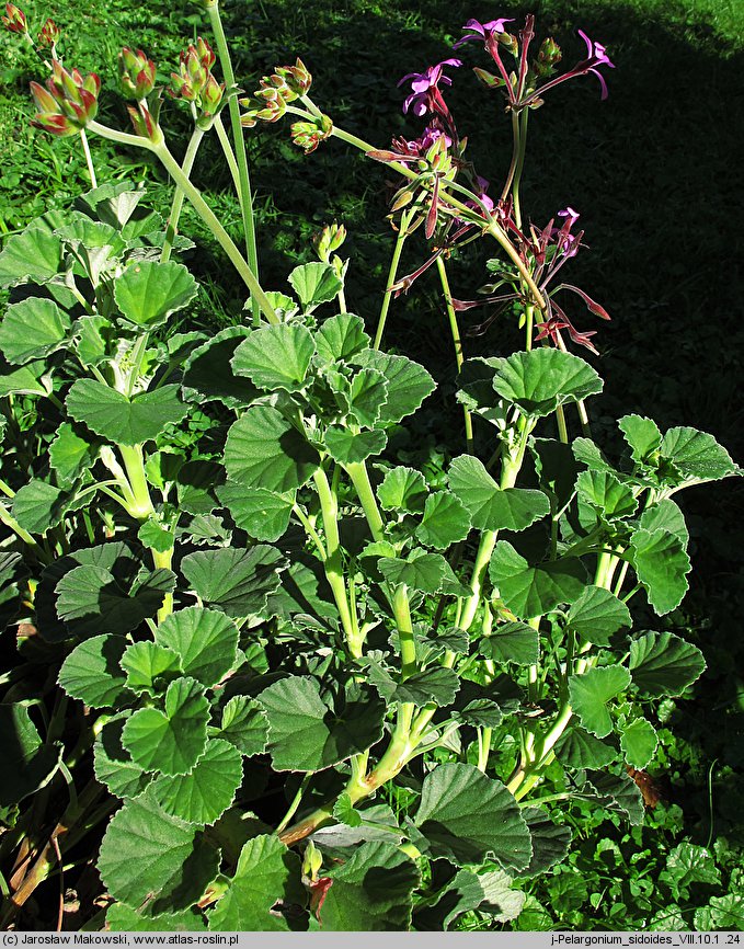 Pelargonium sidoides