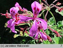 Pelargonium sidoides