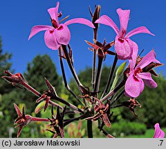 Pelargonium sidoides