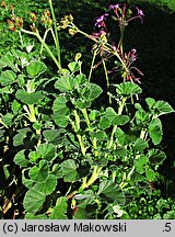 Pelargonium sidoides