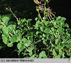 Pelargonium sidoides