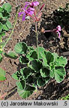 Pelargonium sidoides