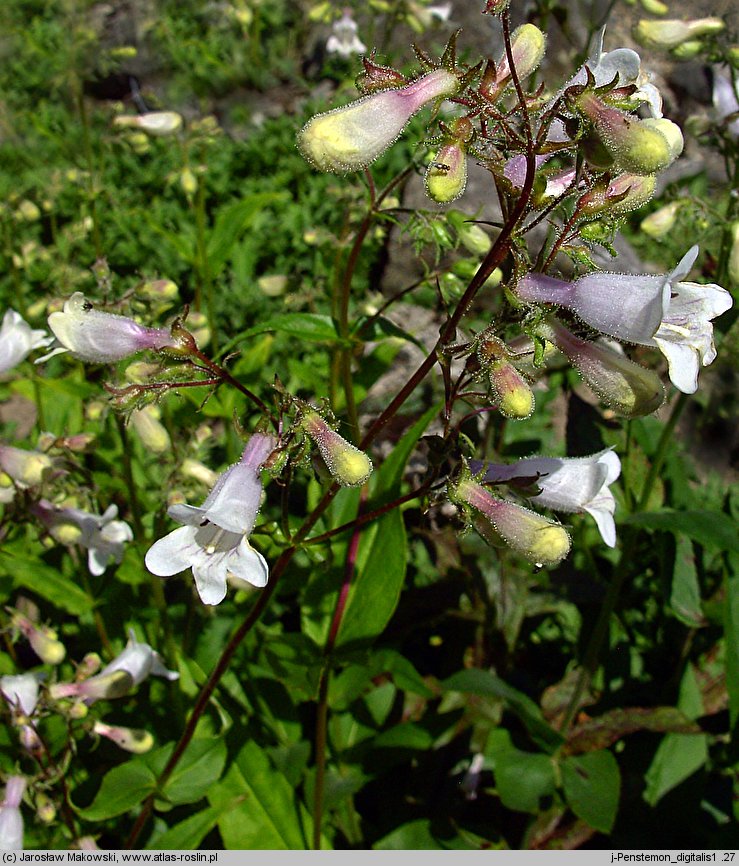 Penstemon digitalis (penstemon palczasty)