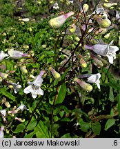 Penstemon digitalis (penstemon palczasty)