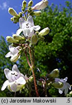 Penstemon digitalis (penstemon palczasty)