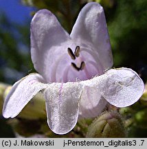 Penstemon digitalis (penstemon palczasty)