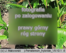 Penstemon ×hybridus (penstemon ogrodowy)