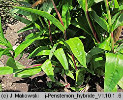 Penstemon ×hybridus (penstemon ogrodowy)