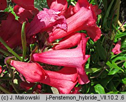 Penstemon ×hybridus (penstemon ogrodowy)