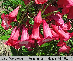 Penstemon ×hybridus (penstemon ogrodowy)