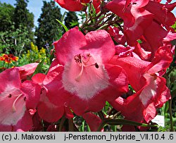 Penstemon ×hybridus (penstemon ogrodowy)