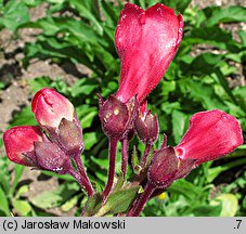 Penstemon ×hybridus (penstemon ogrodowy)