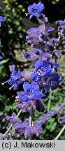 Salvia yangii (perowskia łobodolistna)