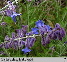 Salvia yangii (perowskia łobodolistna)