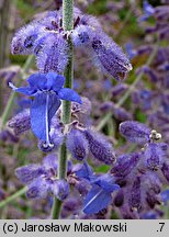 Salvia yangii (perowskia łobodolistna)