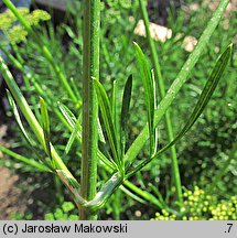 Petroselinum crispum (pietruszka zwyczajna)