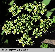 Petroselinum crispum (pietruszka zwyczajna)