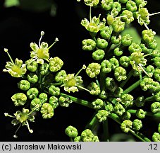 Petroselinum crispum (pietruszka zwyczajna)