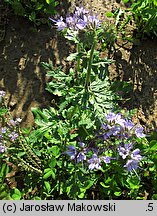 Phacelia tanacetifolia (facelia błękitna)