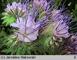 Phacelia tanacetifolia (facelia błękitna)