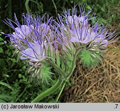 Phacelia tanacetifolia (facelia błękitna)