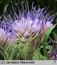 Phacelia tanacetifolia (facelia błękitna)