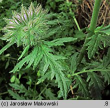 Phacelia tanacetifolia (facelia błękitna)